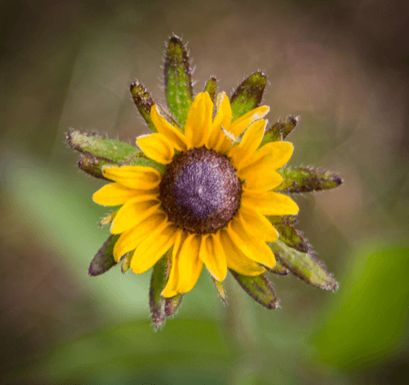 Black eye susan